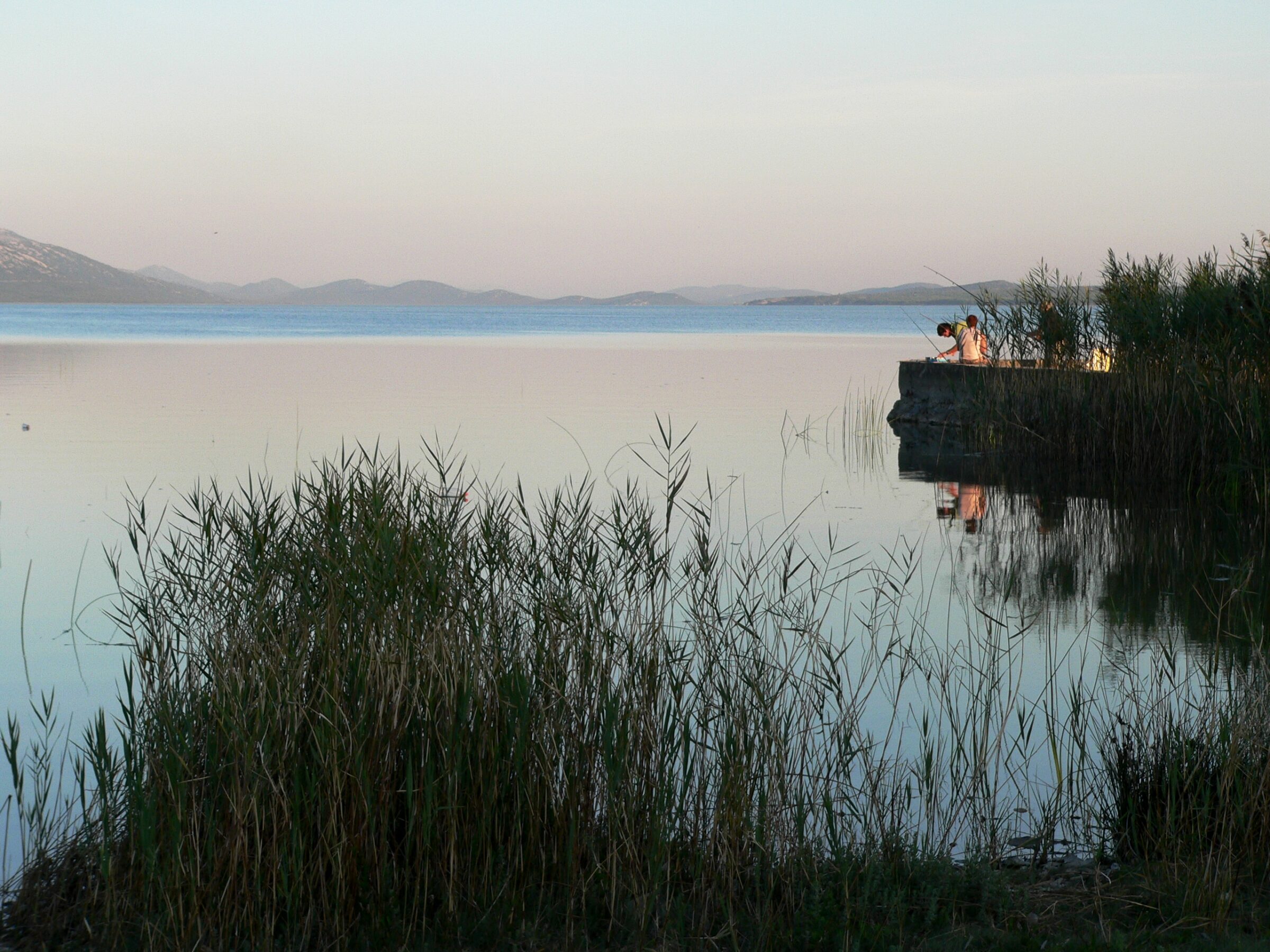 Reeds on the shore of Vransko jezero at dusk